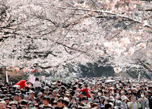 Sviatok jari: Japonci vo vytržení obdivujú krásu rozkvitnutých čerešní.