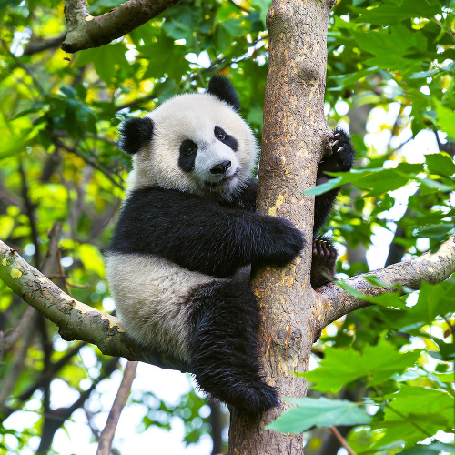 Pandy žijú najmä v Číne a Tibete.