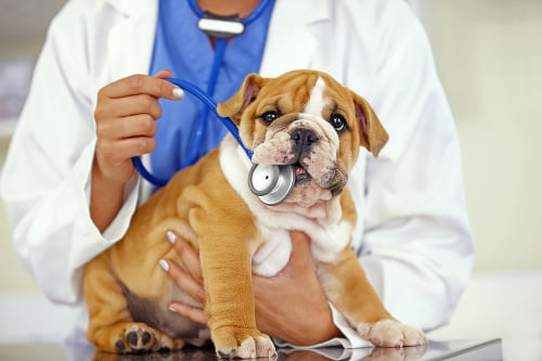 Dohľad: Určite nezanedbajte pravidelné kontroly u veterinára. 