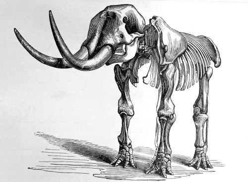 Čeľustná kosť patrila mastodontovi.