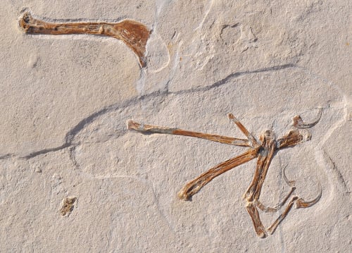 Pozostatky nového druhu lietajúceho dinosaura alcmonavis poeschli