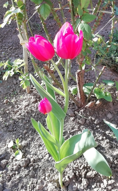 Namiesto tulipánu Klaudii vyrástla rovno kytička.