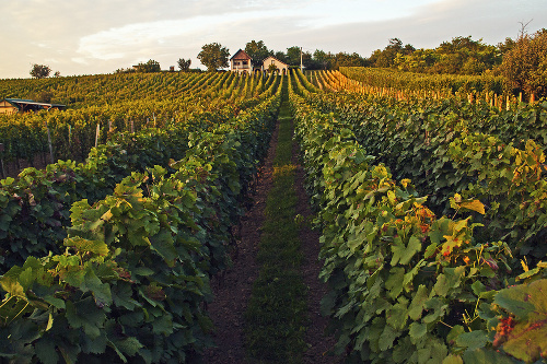 Strekovské vinice sú známe široko-ďaleko, v oblasti sa konajú aj vínne festivaly.