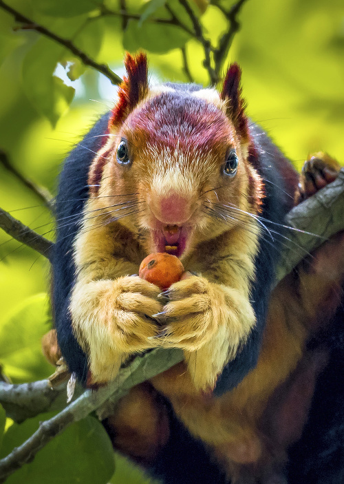 Hladoška: Fotograf pristihol veveričku pri tom, ako sa napchávala.