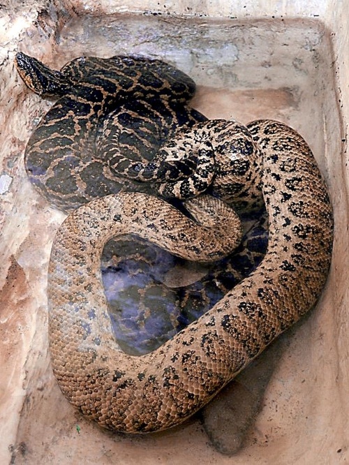 Samec anakondy paraguajskej sa páril s košickou samicou dva dni.