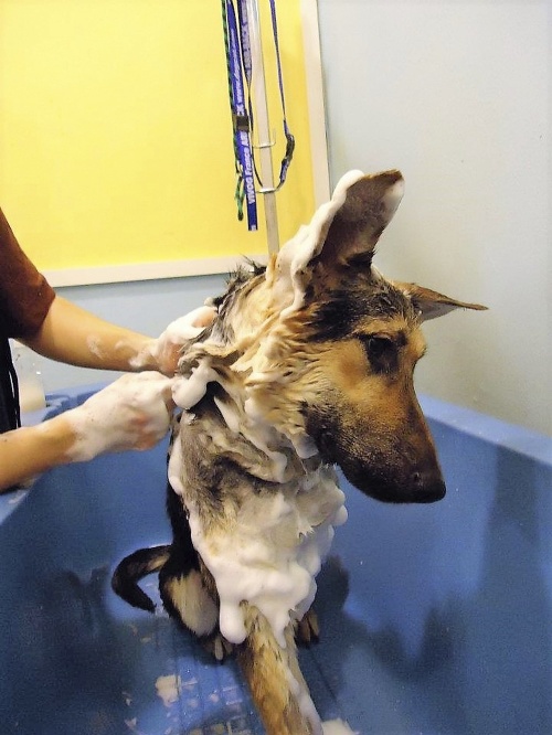 Po kúpaní sa pes opláchne, ostáva ešte vo vani a na záver sa vysuší fénom.