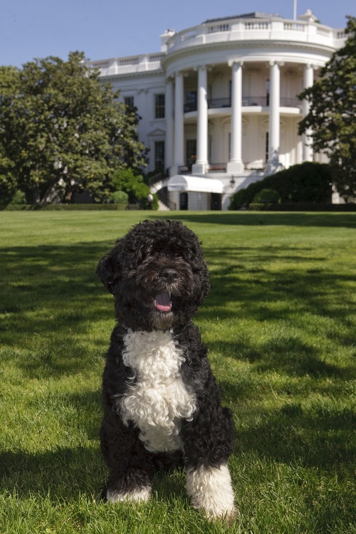 Miláčik rodiny prezidenta Obamu - portugalský vodný pes menom Bo.