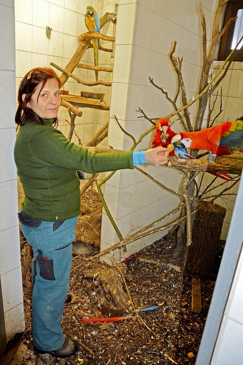 Alena Čičmancová (54), ošetrovateľka papagájov
