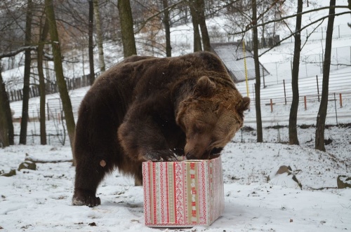 Medveď Žabo s najväčším balíkom plného jedla si pomlsal aj na vianočke s obľúbeným medom -12 kg zeleniny a ovocia (paradajky, mrkva, jablká, banán) a vianočka s medom.