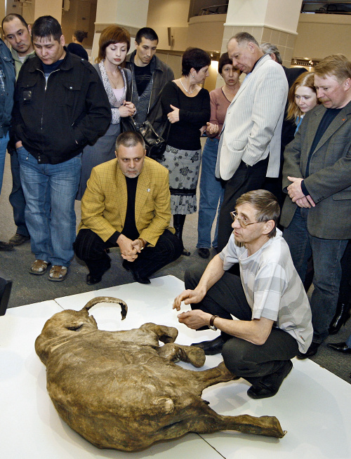 Mamuty: Ich vzkriesenie je vďaka zachovalým telám nájdeným v arktickom permafroste veľmi reálne.