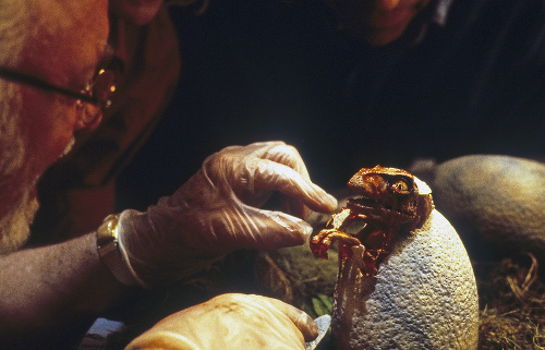 Jurský Park: Vo filme vedci tvory vzkriesili pomocou krvi komára a žabej DNA, čo je v skutočnosti nemožné.