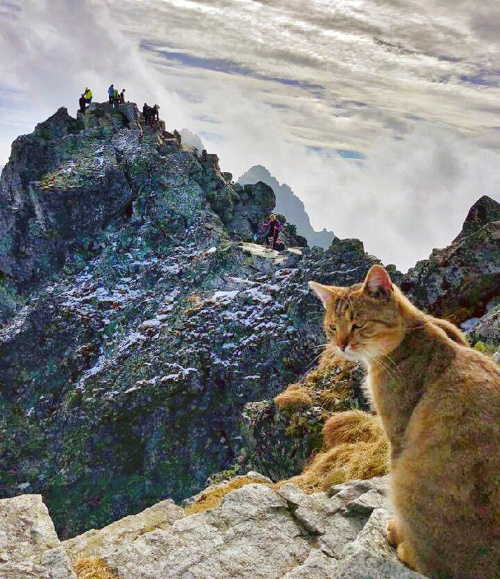 Murko sa kochá výhľadom na kopec Vysoká