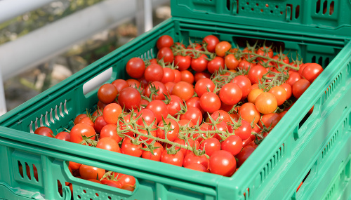 Farma Babindol ročne vyproduje až 1200 ton cherry paradajok.