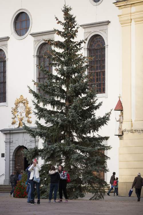Osadený vianočný strom na Hlavnom námestí v Bratislave.