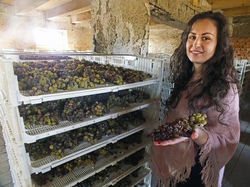 Viktória Kičiňová (24) v sušiarni, kde sa na roštoch sušia strapce hrozna, z ktorých bude kvalitné slamové víno.