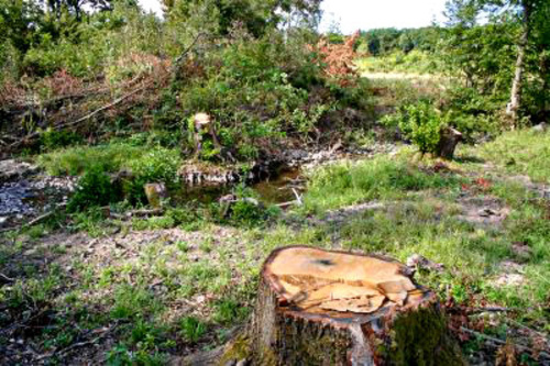 V dvoch lokalitách v katastri Bačkova došlo k nepovolenému výrubu stromov.