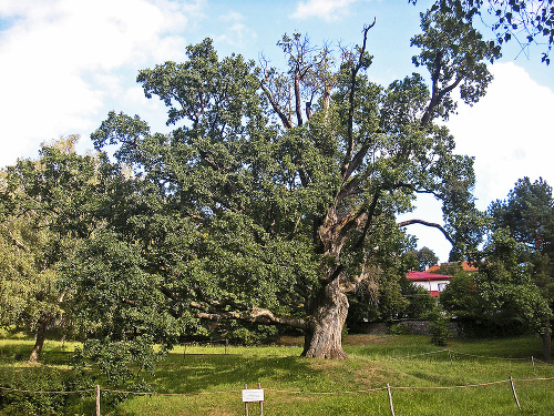 Starý dub patrí k dominantám záhrady domu G. K. Zechentera Laskomerského. 
