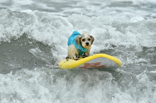 Každý pes mal svoju dosku, na ktorej sa presurfoval vlnami.