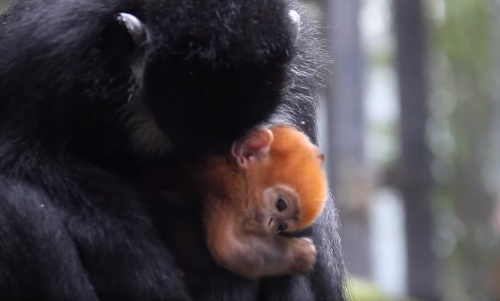 Krásna opička Tekvička so svojou hrdou mamou. 