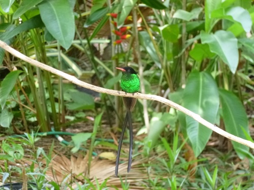 Drobné kolibríky sú úchvatným zážitkom.
