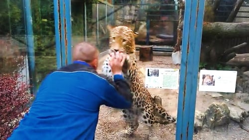 Búchali leopardovi po skle.