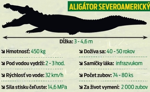 Aligátor severoamerický.