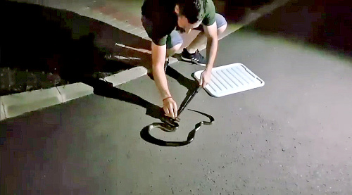 Mestský policajt Pavol Varga si s hadom hravo poradil.