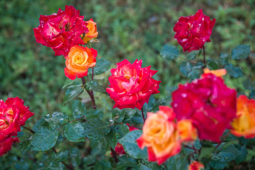 Bush of beautiful red roses in the park with rain drops. Blurred bokeh background of green grass and leaves. Close up.