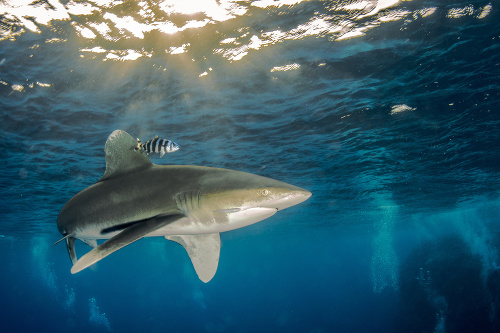 Žralok (ilustračné foto).