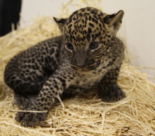 Mláďatko leoparda prišlo na svet 13. júla.