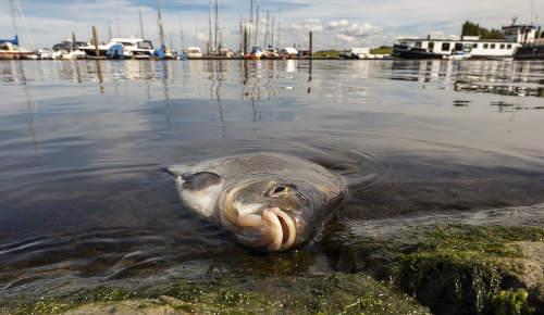 Uhynutá ryba na brehu v prístave Greetsiel na severe Nemecka