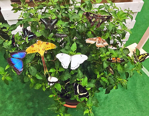 V záhrade môžete vidieť desiatky druhov motýľov.