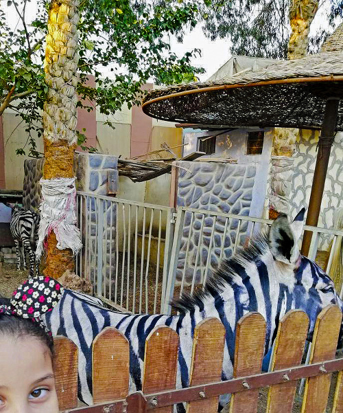 Návštevník si všimol, že zebrie pásiky sú rozmazané.