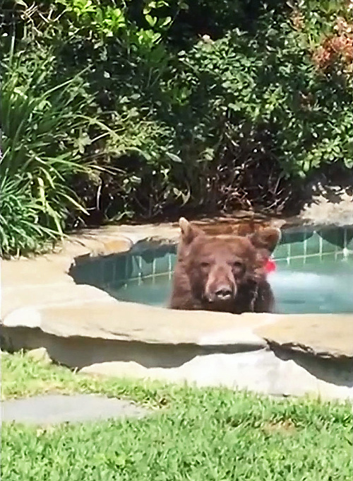Bolo mu horúco, tak sa schladil v bazéne.