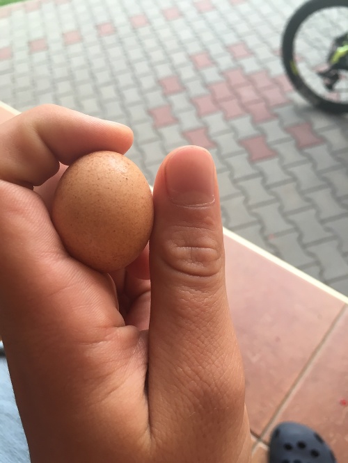 Braňo si vajíčko pomýlil s kamienkom.
