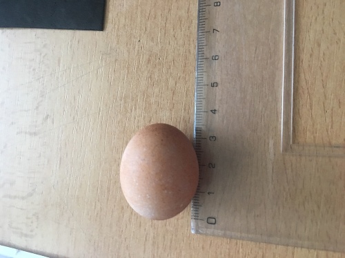 Vajíčko má len 3,5 centimetra.