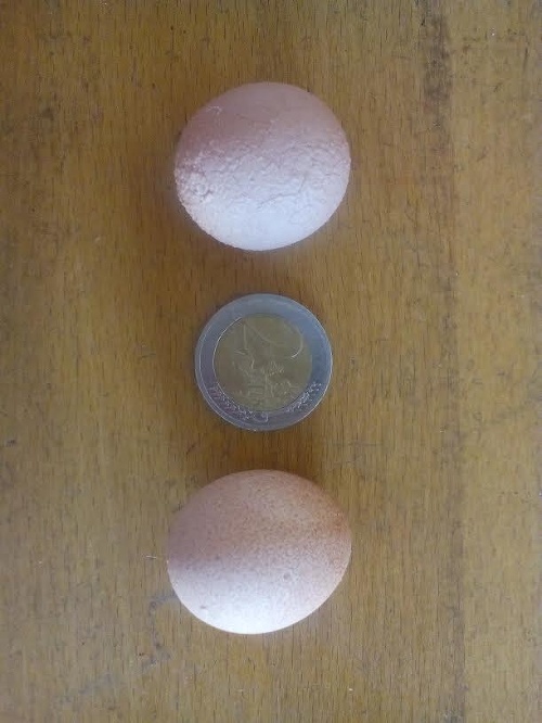 Takéto vajíčka znášajú špeciálne sliepočky v Čachticiach.