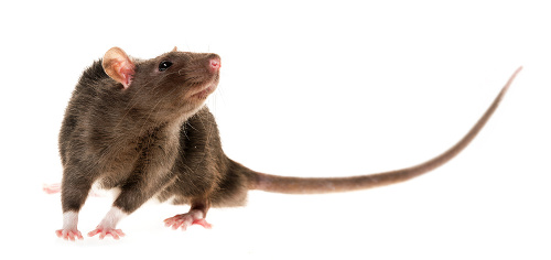 Potkan sa dožíva v prírode približne dva roky.