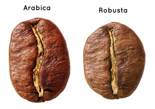 Arabica vs. Robusta.