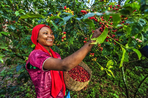 Káva z  každej krajiny má svoju špecifi ckú chuť a  odborníci vedia odhadnúť krajinu pôvodu už z  jedného dúšku kávy. 
