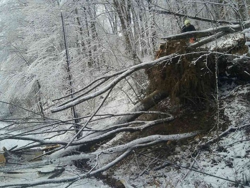 Popadané stromy z viacerých úsekov ciest na východnom Slovensku pomáhali odstraňoval hasiči.  