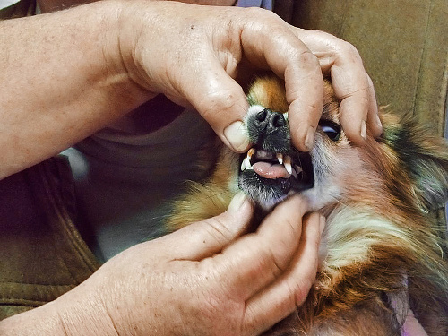 Že pes prakticky nemá zuby potvrdil aj lekár.