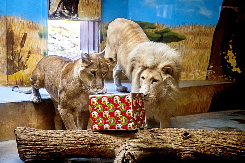 Nedočkavé: Levy sa musia vlastnými silami dostať k potrave ukrytej v škatuli.