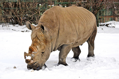 Milujú zimu: Nosorožcom sa na snehu páči.