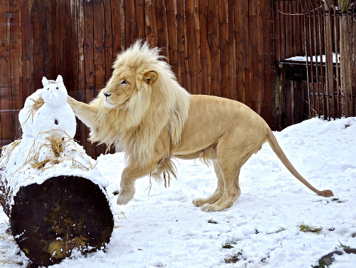 Kráľ zvieracej ríše: Levom sneh neprekáža, dokážu sa na ňom vyšantiť.