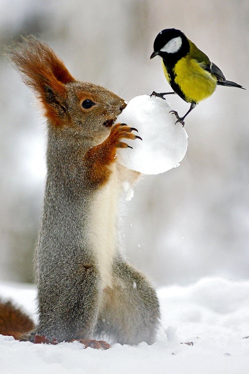 Súboj sýkorky a veveričky o snehovú guľu.