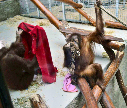 Orangutanom Mengale a Vilmosovi sa darčeky hneď zapáčili.