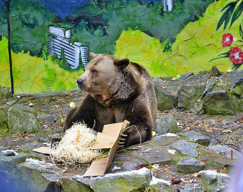 Medveď Félix sa s balíkom nebabral.