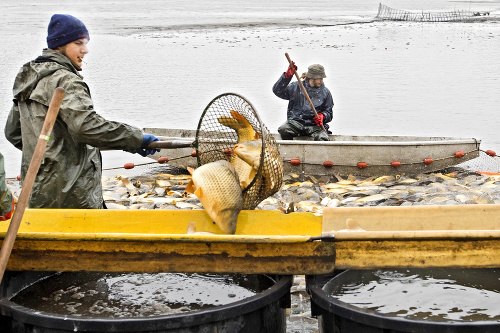 Na linku: Pracovníci začali ryby podberákom z vody presúvať na triediacu linku.