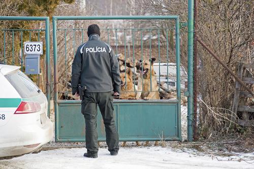 Šesť psov ušlo v januári z dvora pri Devínskom Jazere.